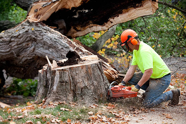 Why Choose Our Tree Removal Services in South Hooksett, NH?