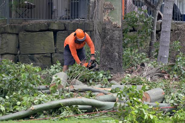 South Hooksett, NH  Tree Services Company